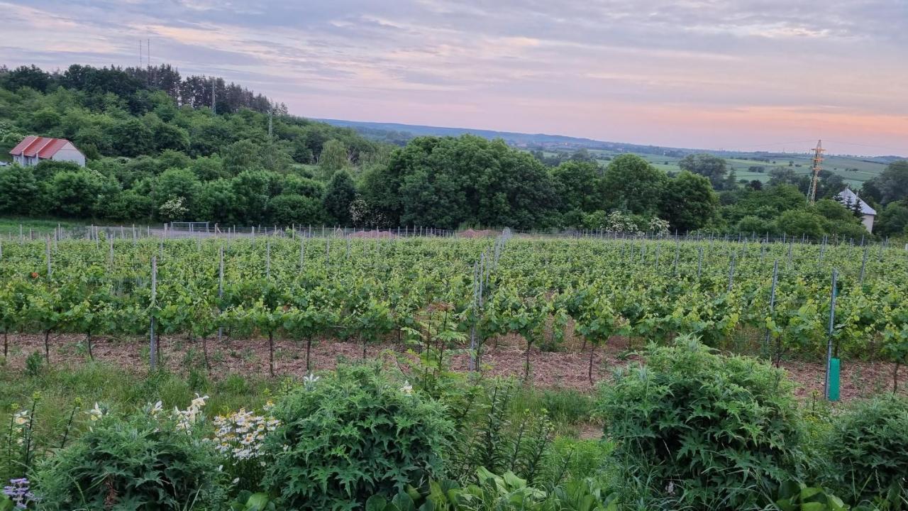 Pension Vinarstvi Klucov 外观 照片