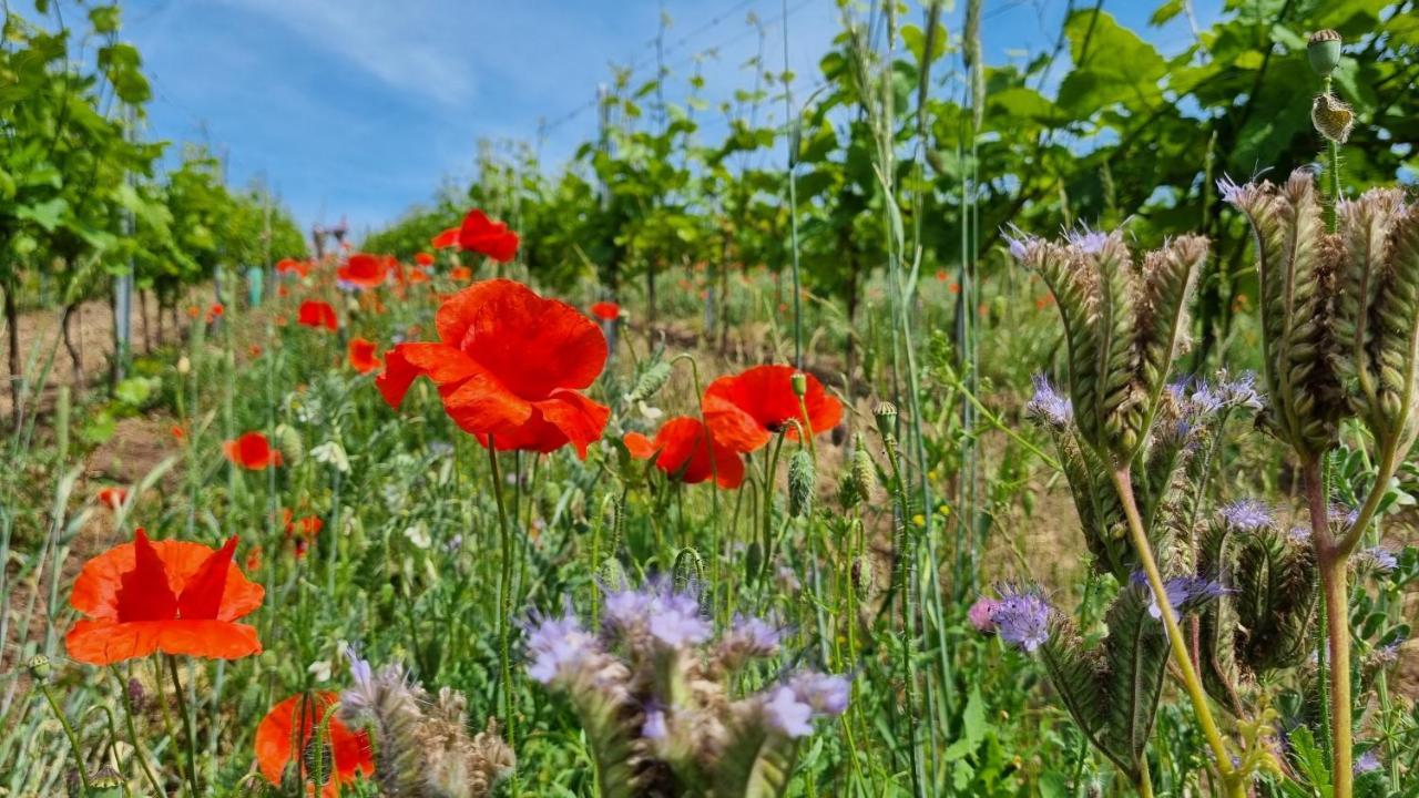 Pension Vinarstvi Klucov 外观 照片